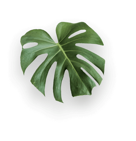 leaf 1 3.png